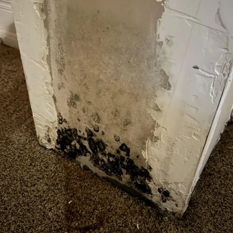 Professional Mold Removal in Geary, OK